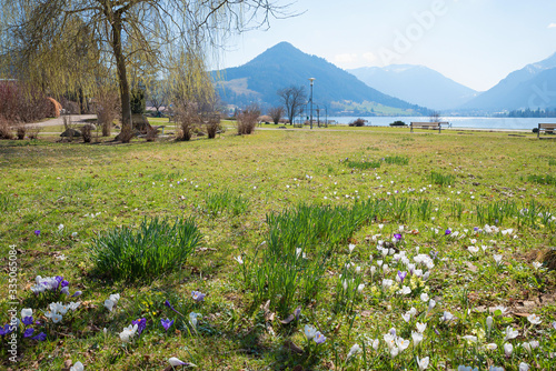 Fototapeta Naklejka Na Ścianę i Meble -  meadow with spring crocus, spa garden schliersee, upper bavaria