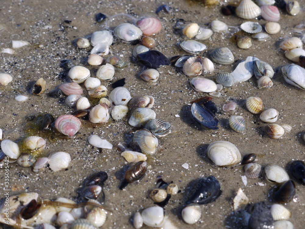 Muscheln Muscheln