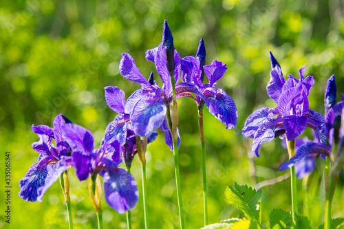 wild flowers irises on a blurred green grass background