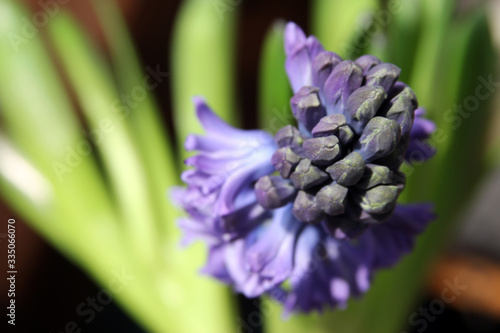 beautiful purple geocint fragrant flower photo