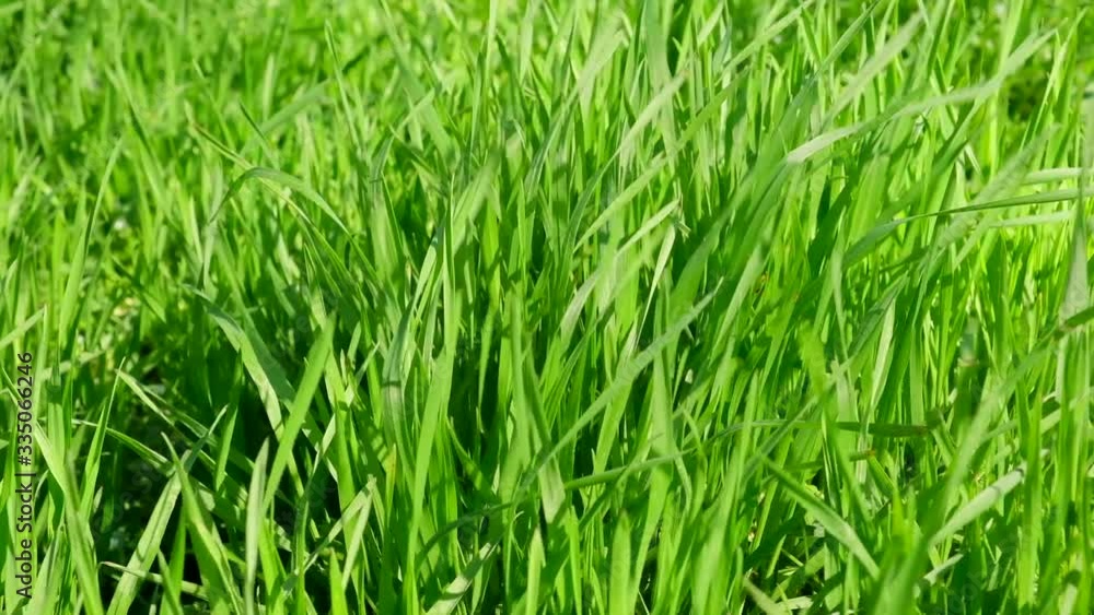 tall green growing grass in the park on a summer spring day sways in the wind, shooting from below tall green growing grass in the park on a summer spring day sways in the wind, shooting from below