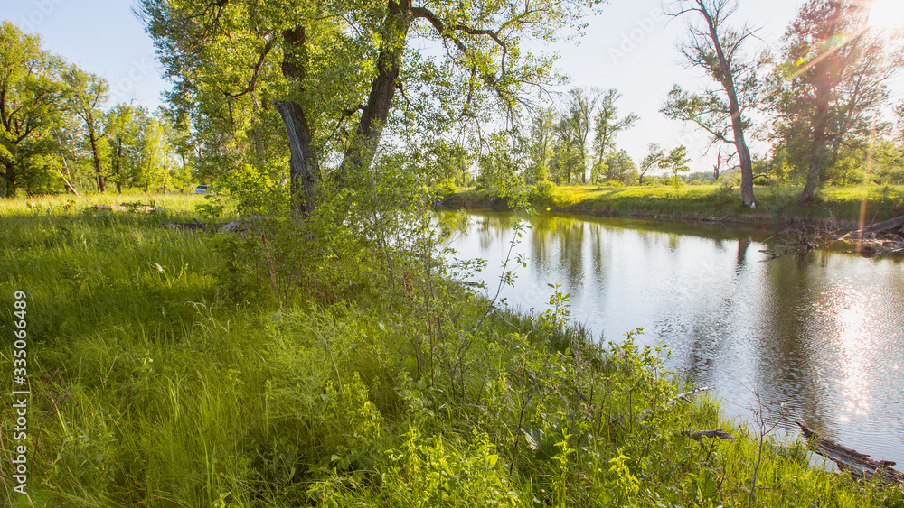 lake and its shores with bushes and trees in the afternoon on a sunny day lake and its shores with bushes and trees in the afternoon on a sunny day