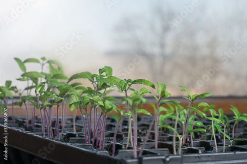 Seeds of cherry tomatoes harvested in container exposed to the sun in the greenhouse