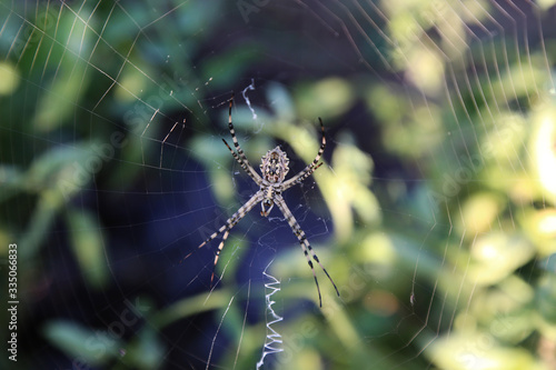 spider in the cobweb on a background of green grass