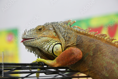 green iguana sits on a cage