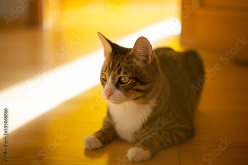 Cat with brown eyes on orange background
