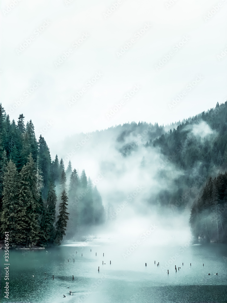 Fototapeta Zielony las nad rzeką we mgle