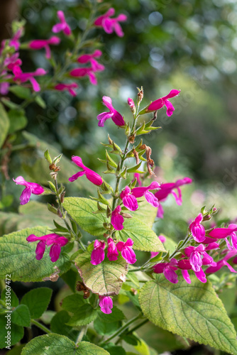 Fruit-scented sage blooming in spring