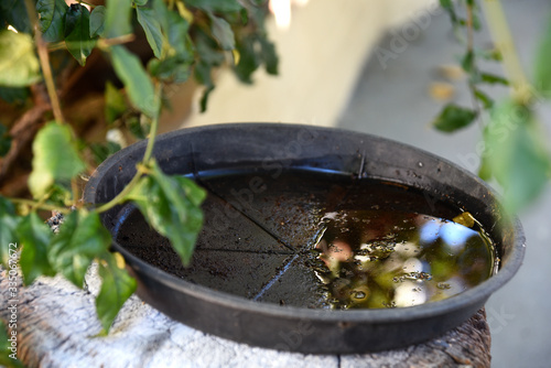 plastic bowl abandoned in a vase with stagnant water inside. close up view. mosquitoes in potential breeding ground.proliferation of aedes aegypti mosquitoes, dengue, chikungunya, zika virus photo