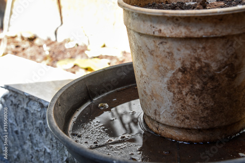 plastic bowl abandoned in a vase with stagnant water inside. close up view. mosquitoes in potential breeding ground.proliferation of aedes aegypti mosquitoes, dengue, chikungunya, zika virus