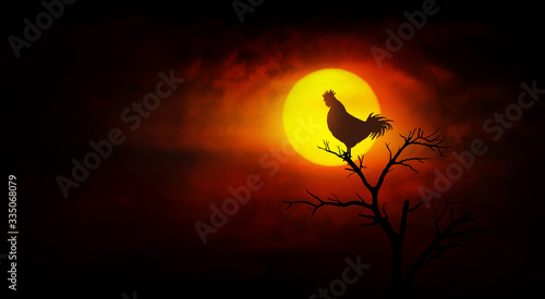 Rooster crowing on the tree at dawn