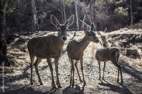 deer in the forest