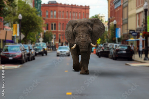 Elephant