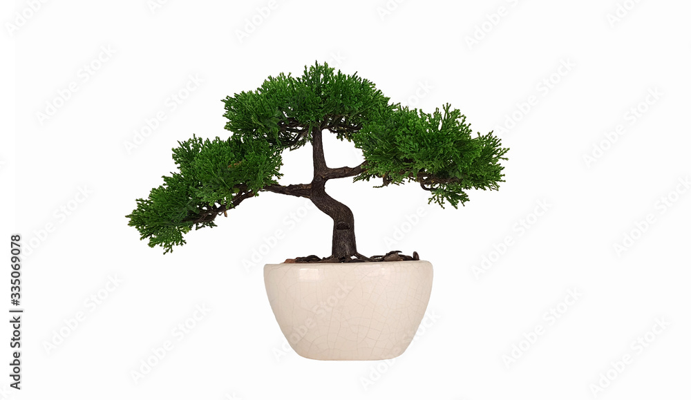 Bonsai tree in white ceramic flower