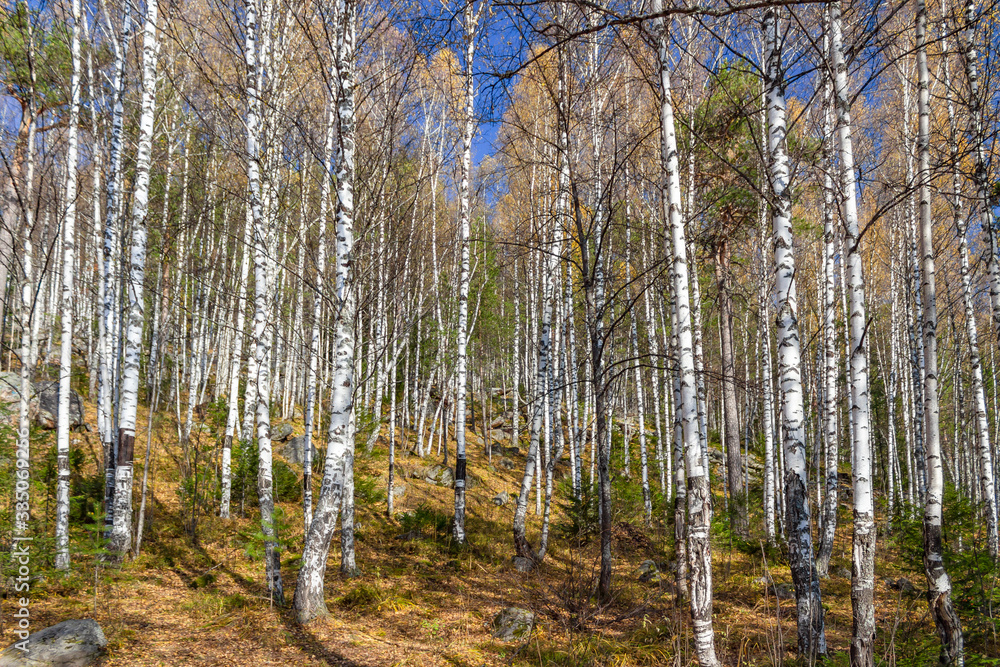 Obraz premium forest in autumn