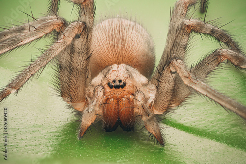 Very detailed view of spider Tegenaria domestica.
Front view