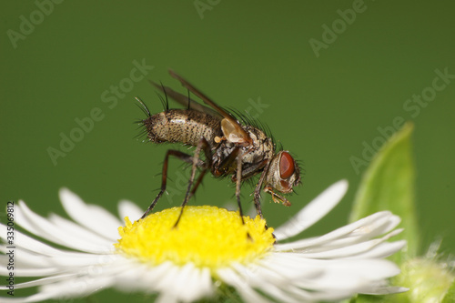 Macro of small fluffy fly Delia platura on flower Erigeron canadensis