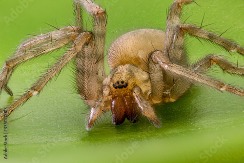 Very detailed view of Tegenaria domestica spider 