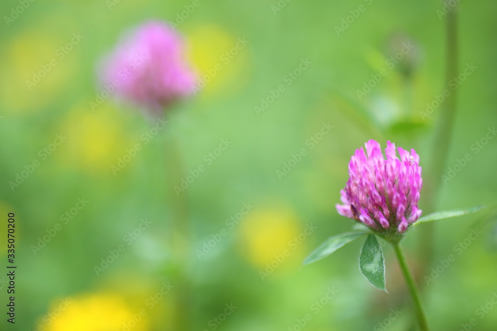 Flowers and plants in the meadow