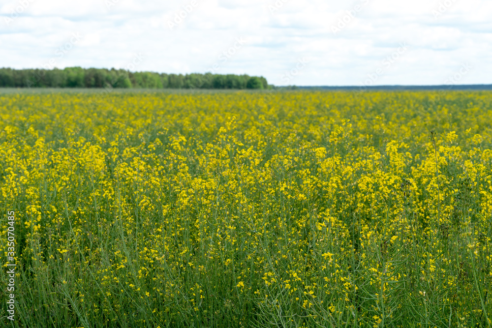 Beautiful rapeseed field. Rapeseed flowers close-up. Bottom view. On the horizon, forest and clouds. Beautiful rapeseed field. Rapeseed flowers close-up. Bottom view. On the horizon, forest and clouds.