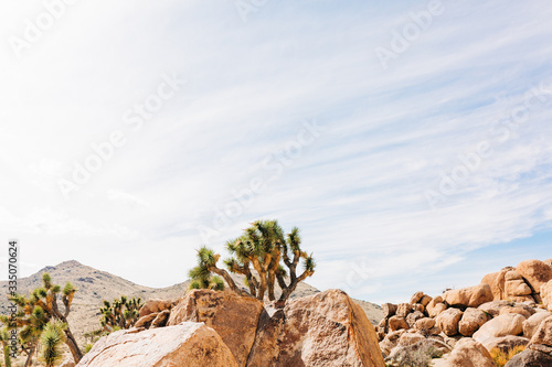 Desert Landscape with Succulents