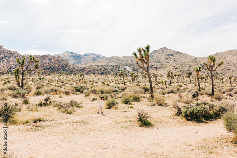 Desert Landscape with Succulents