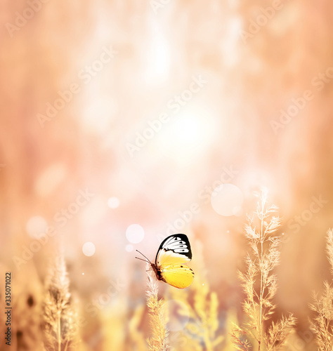 Autumn and summer landscape. Yellow field, butterfly and sky.