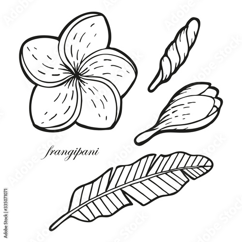 Hand drawn set with exotic plumeria flowers, buds and leaf. In doodle style, black outline isolated on a white background. Cute elements for cards, social media banners, stickers. Vector illustration