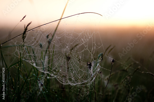 spider web with drops of water at dawn in the summer