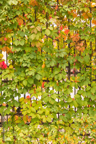 Lians of wild grapes on a metal fence. Early autumn and leafy. Rear background for design photo