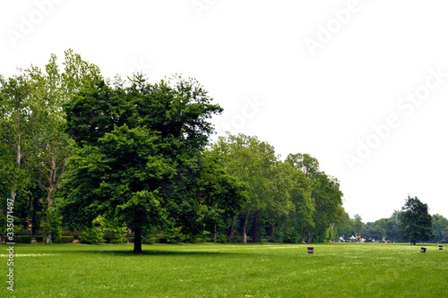 Firenze, Le Cascine park. A nice tree stands alone in a wide green meadow