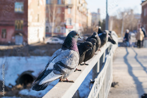 On a Sunny and warm day in the city, pigeons sit on the railing in a row.