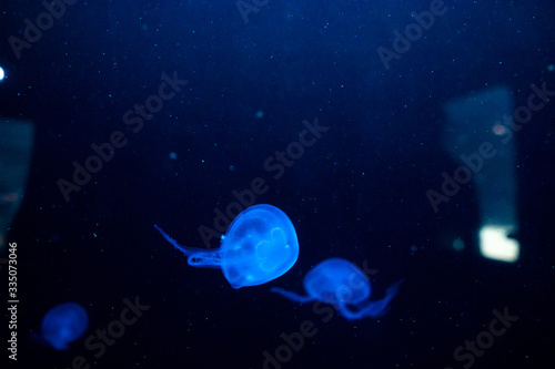 Jelly fish in aquarium