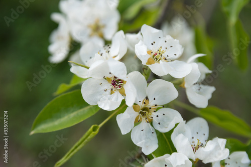 Springtide. Branches of flowering pears on a green background
