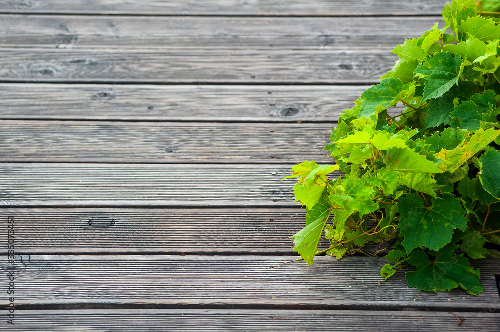 Wooden platform above the lush green shrubs Wooden platform above the lush green shrubs