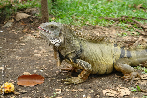 iguana in the zoo