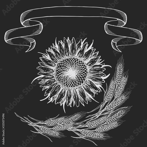 Composition of the picture, Sunflower illustration in black and white on isolated background, chalk drawing on blackboard,