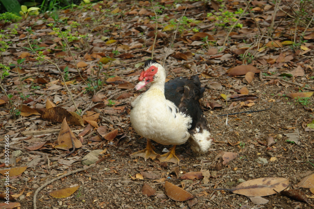 Fototapeta premium duck on grass