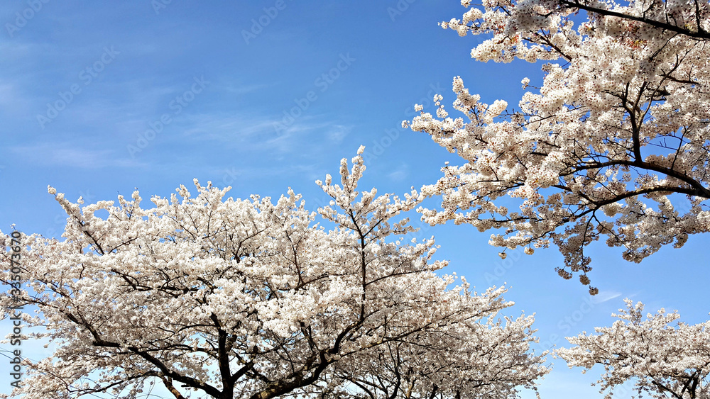 봄의 벚꽃길