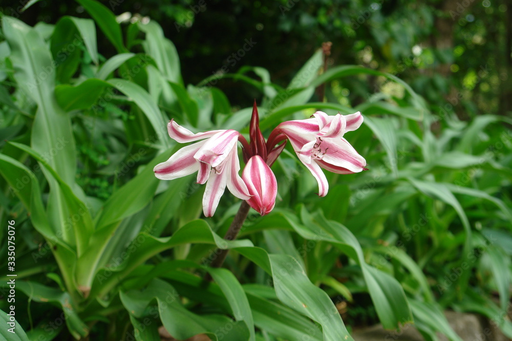 red flower in the garden