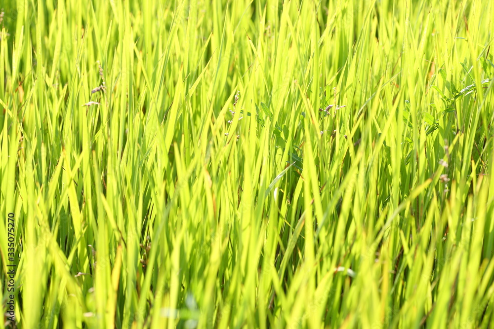 Blades of grass in the meadow Blades of grass in the meadow