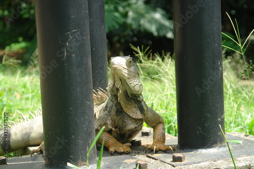 iguana