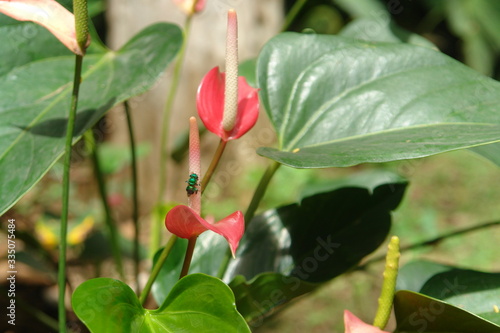red flower