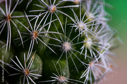 Cactus close-up. Needles and thorns of a very small cactus. Spiky balls. Macro photo. Small details are very close up.