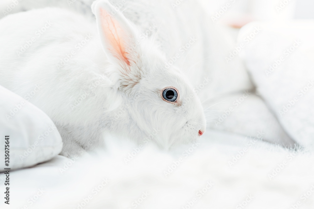 White fluffy easter bunny with blue eyes White fluffy easter bunny with blue eyes