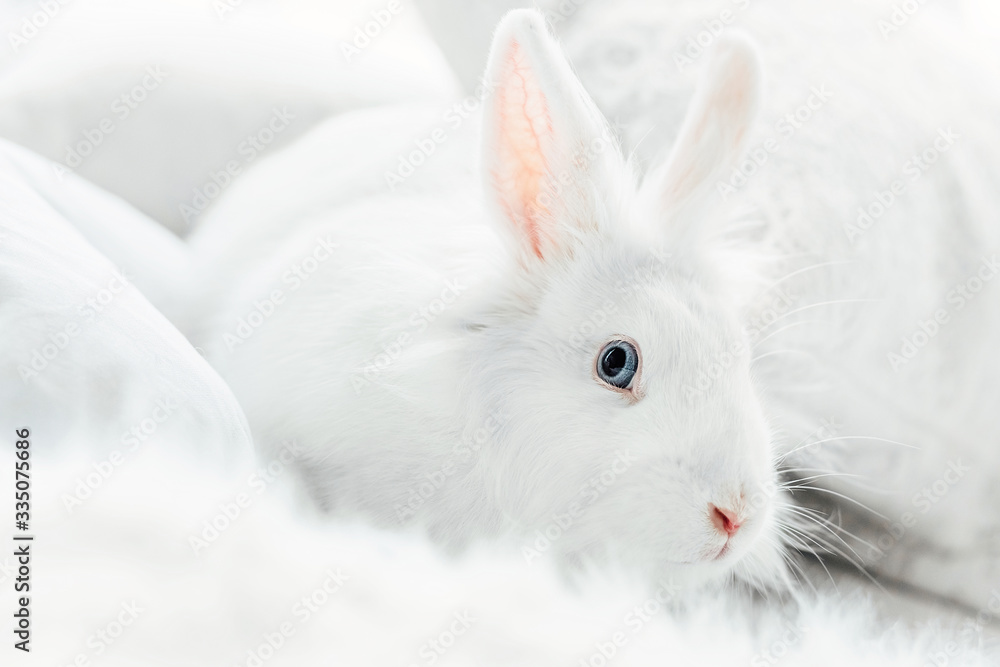 Obraz premium White fluffy easter bunny with blue eyes