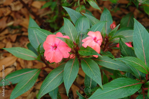 red flower in the garden