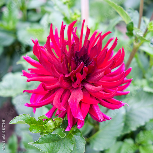 Plants / Flowers: Beautiful red cactus dahlia blossom