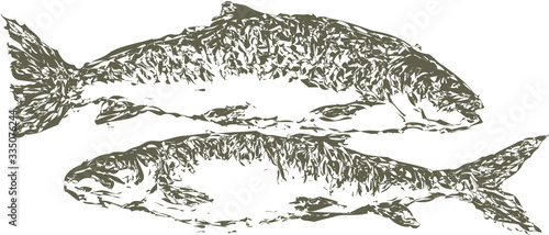 illustration of fish