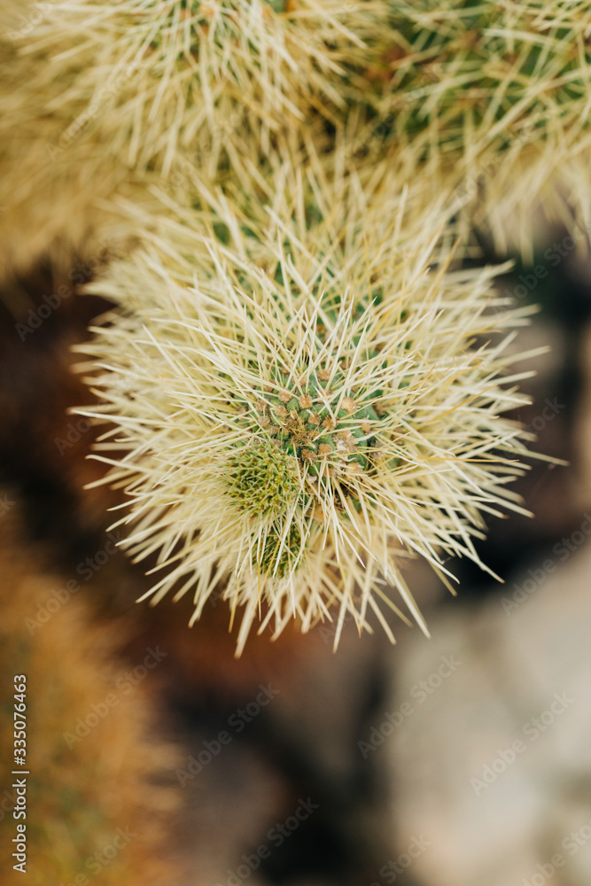 Desert Landscape with Flowering Cactus Plants Desert Landscape with Flowering Cactus Plants